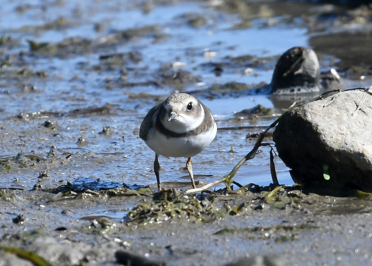 Semipalmated Plover - ML260699191