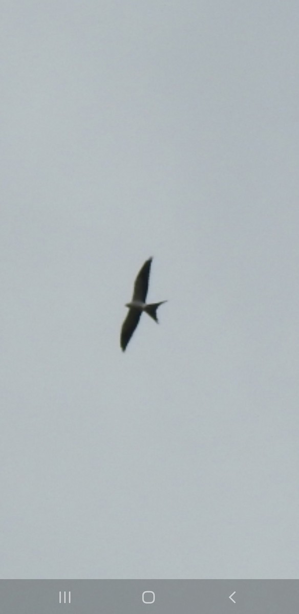 Swallow-tailed Kite - Trixie Taucher
