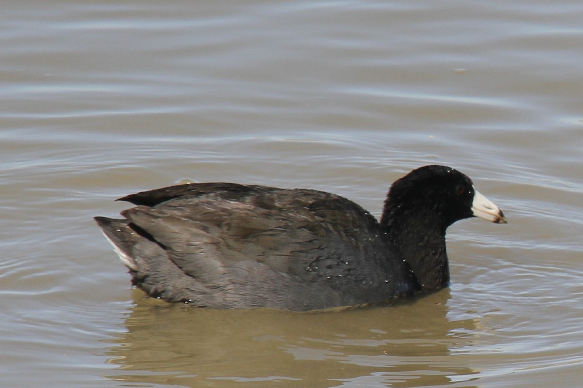 American Coot (Red-shielded) - ML26070531