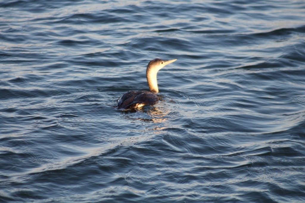 Red-throated Loon - ML26070821