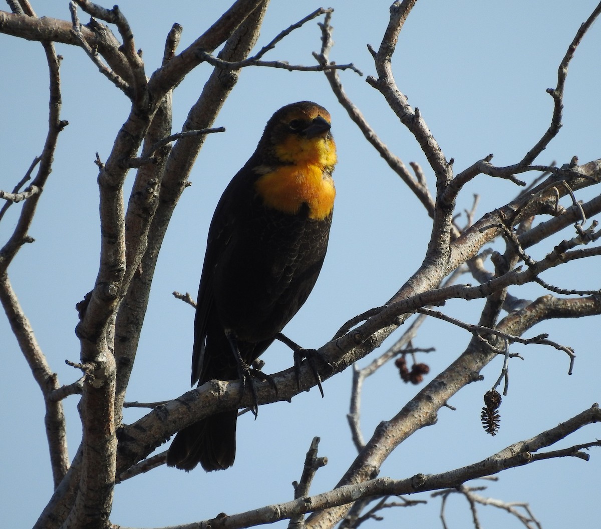 Yellow-headed Blackbird - Shane Sater