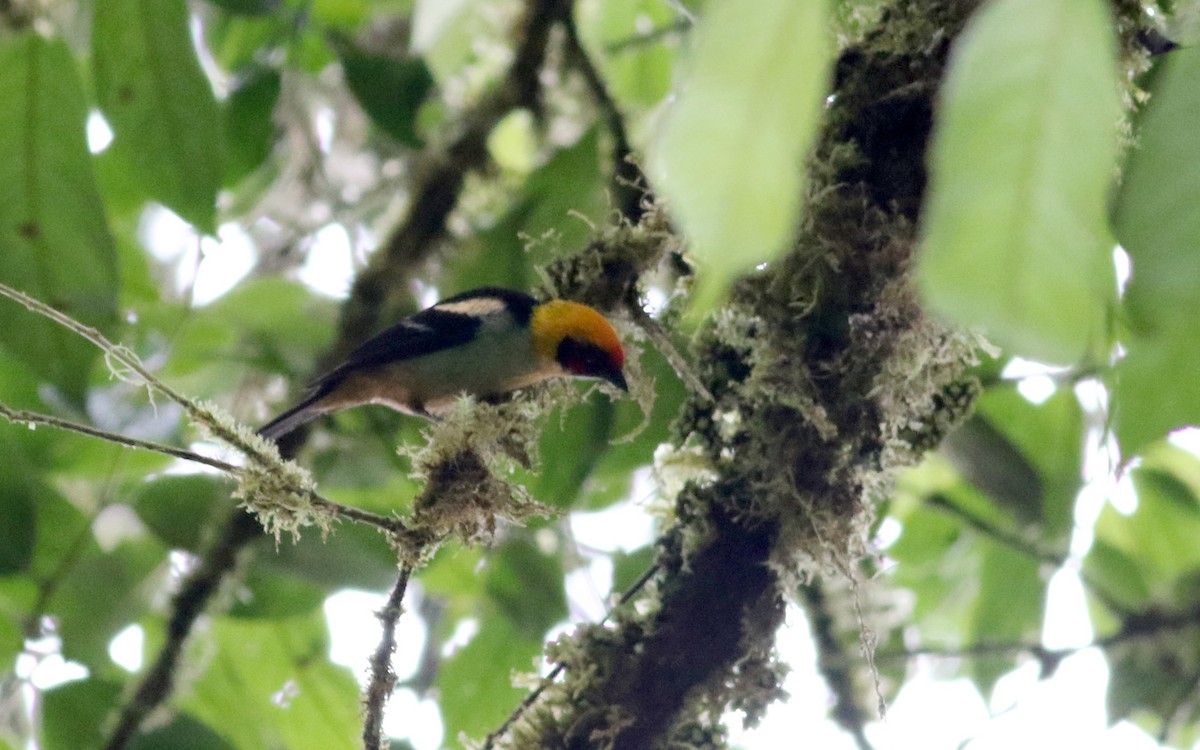 Flame-faced Tanager (Flame-faced) - ML26071151