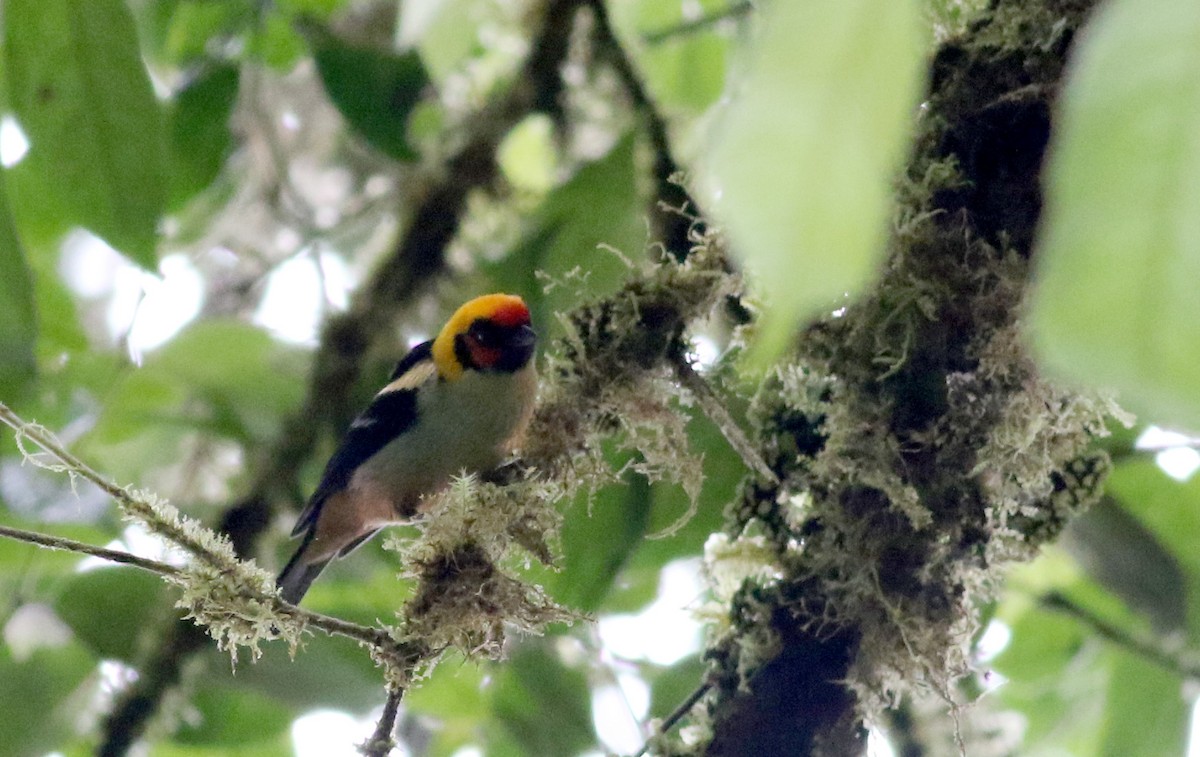 Flame-faced Tanager (Flame-faced) - ML26071161