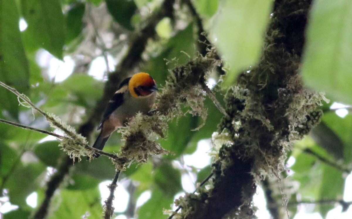 Flame-faced Tanager (Flame-faced) - ML26071171