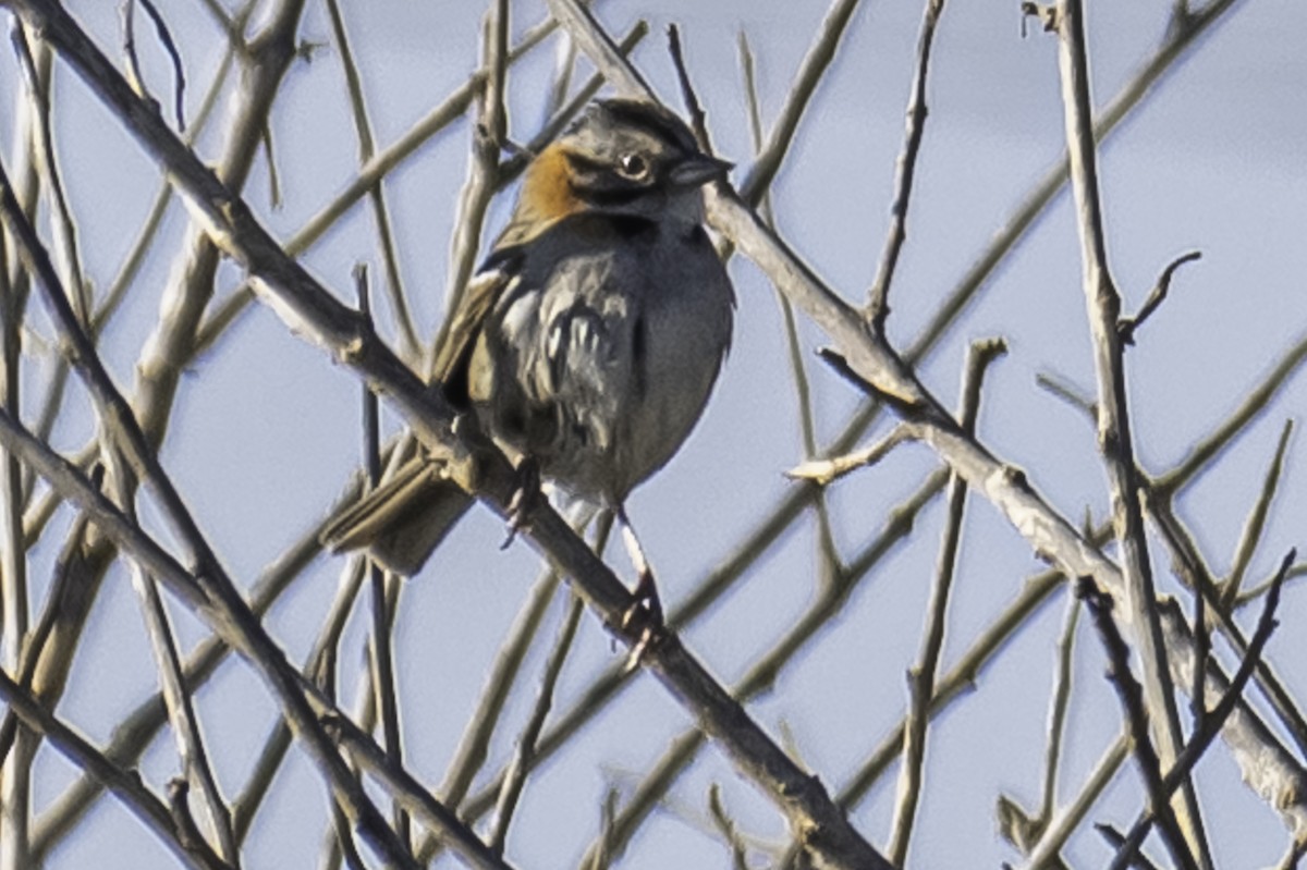 Rufous-collared Sparrow - ML260713251