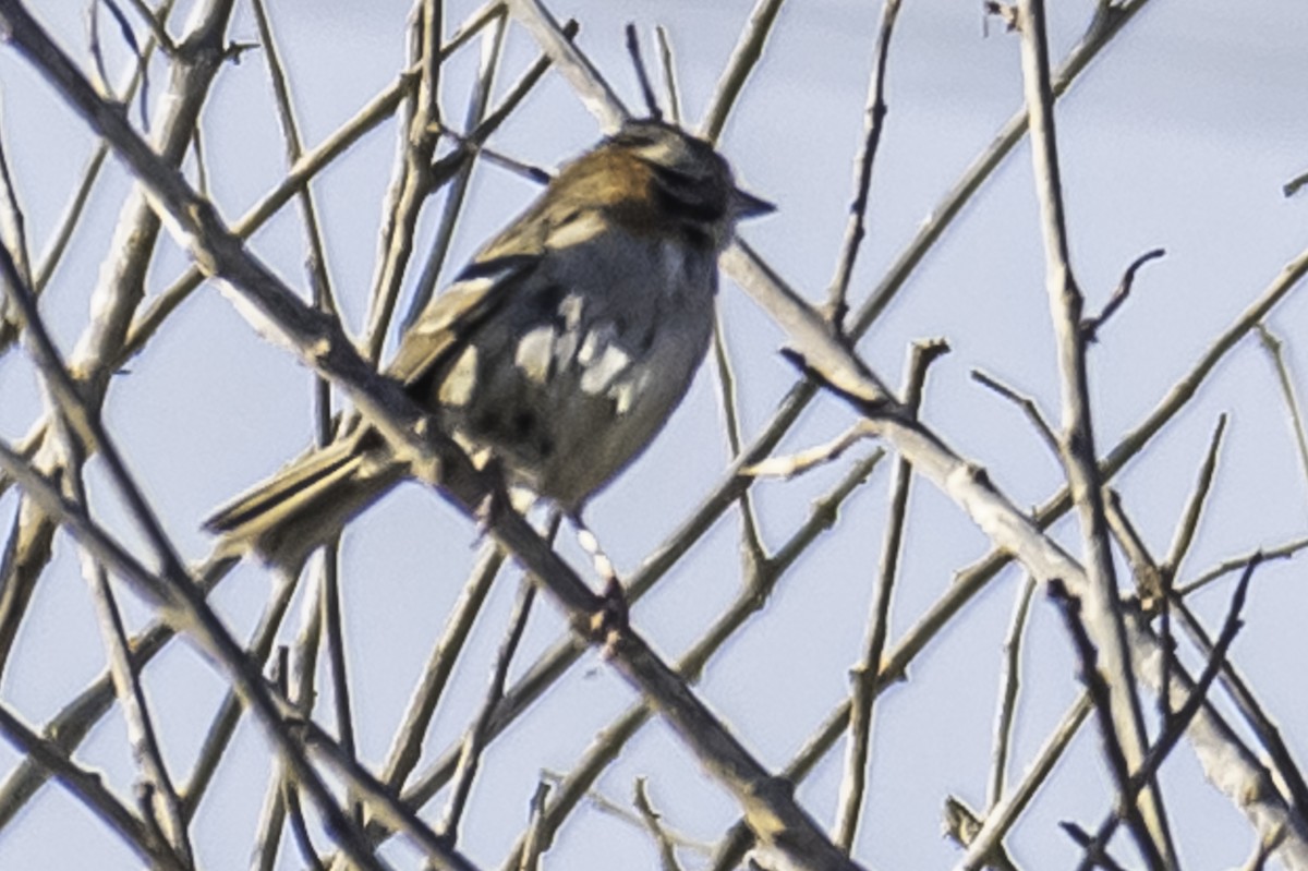 Rufous-collared Sparrow - ML260713261