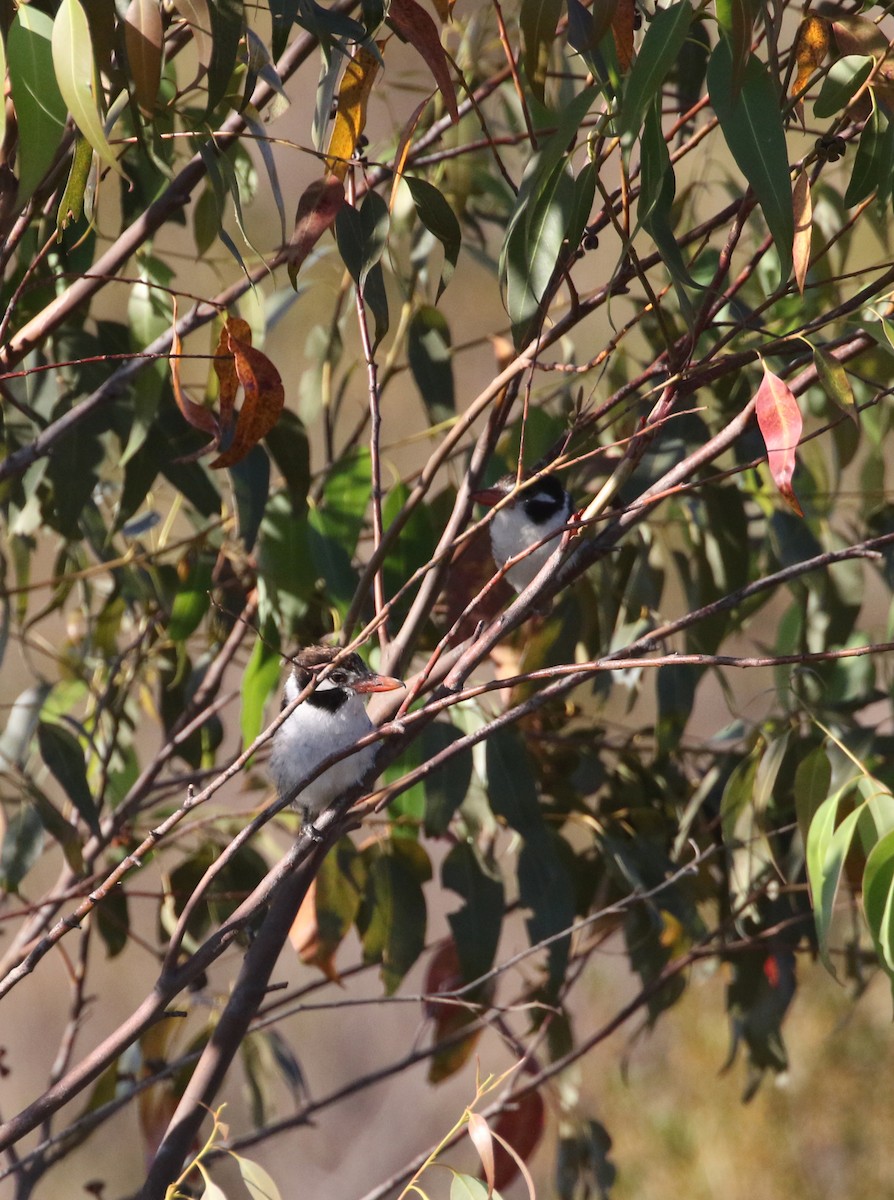 White-eared Puffbird - ML260716811