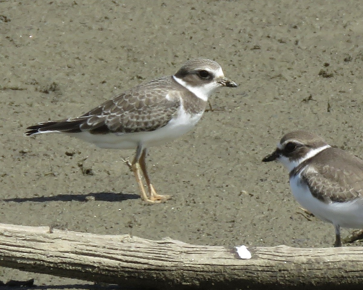 Semipalmated Plover - ML260716861
