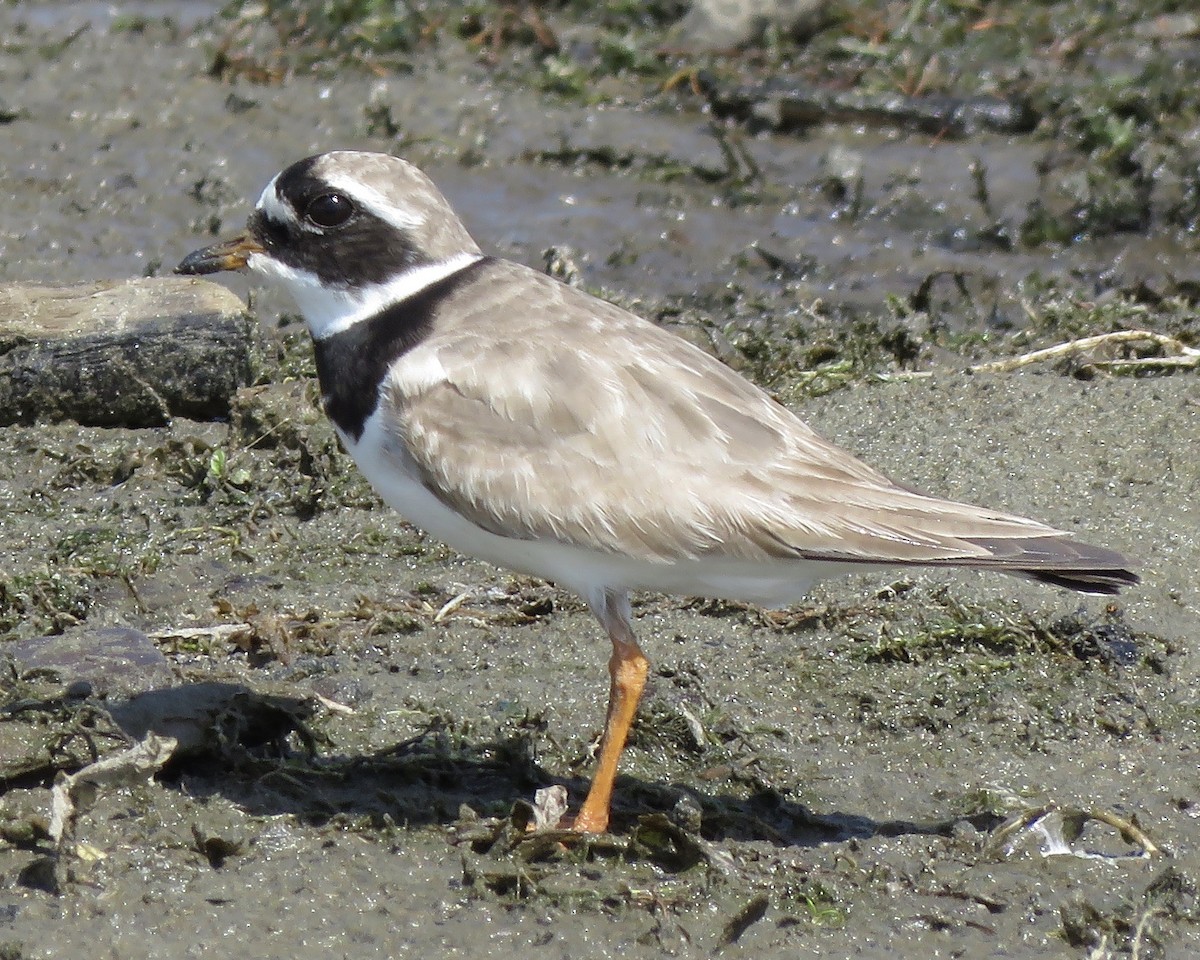 Common Ringed Plover - ML260717031