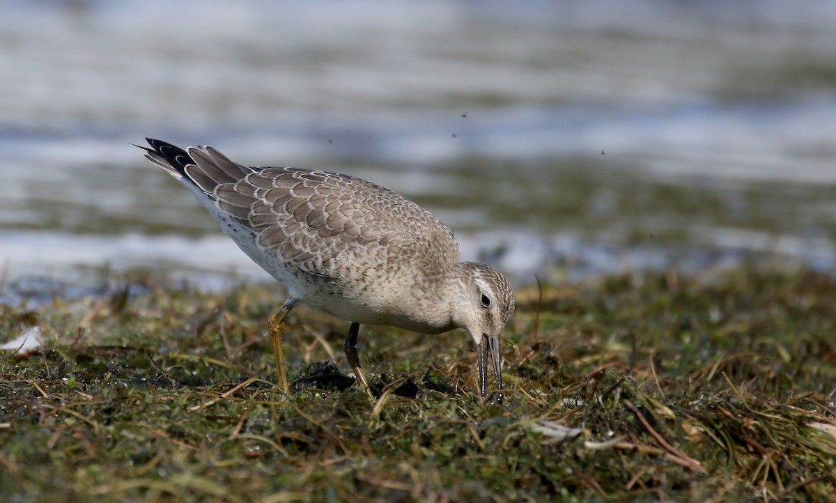 Red Knot - ML260717041