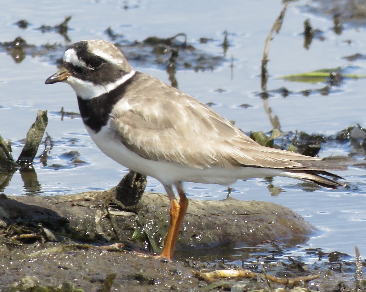 Common Ringed Plover - ML260717081