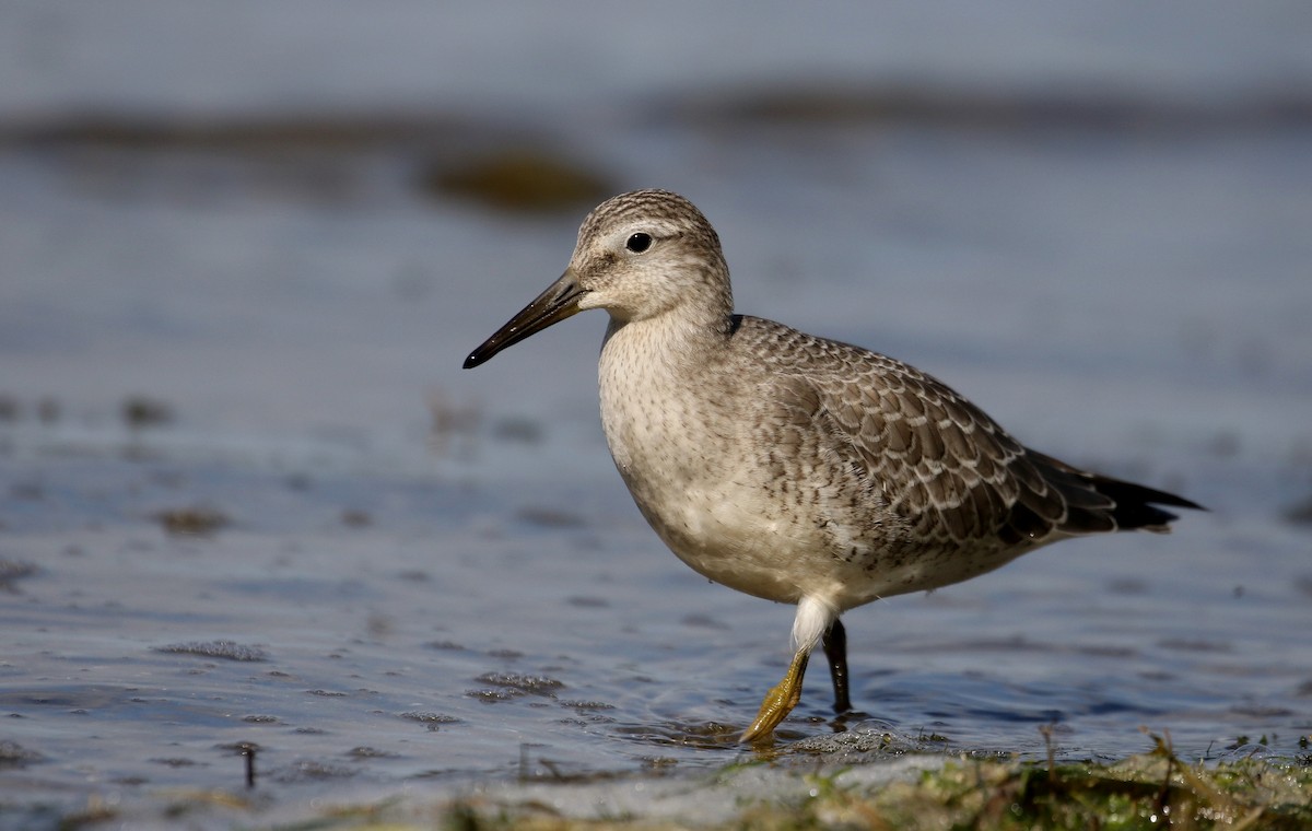 Red Knot - ML260717161