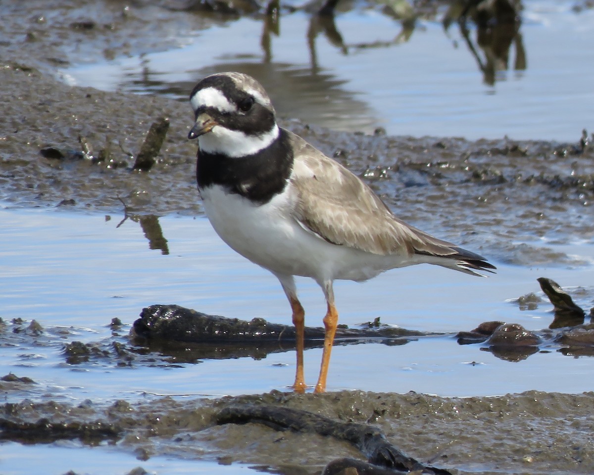 Common Ringed Plover - ML260717191