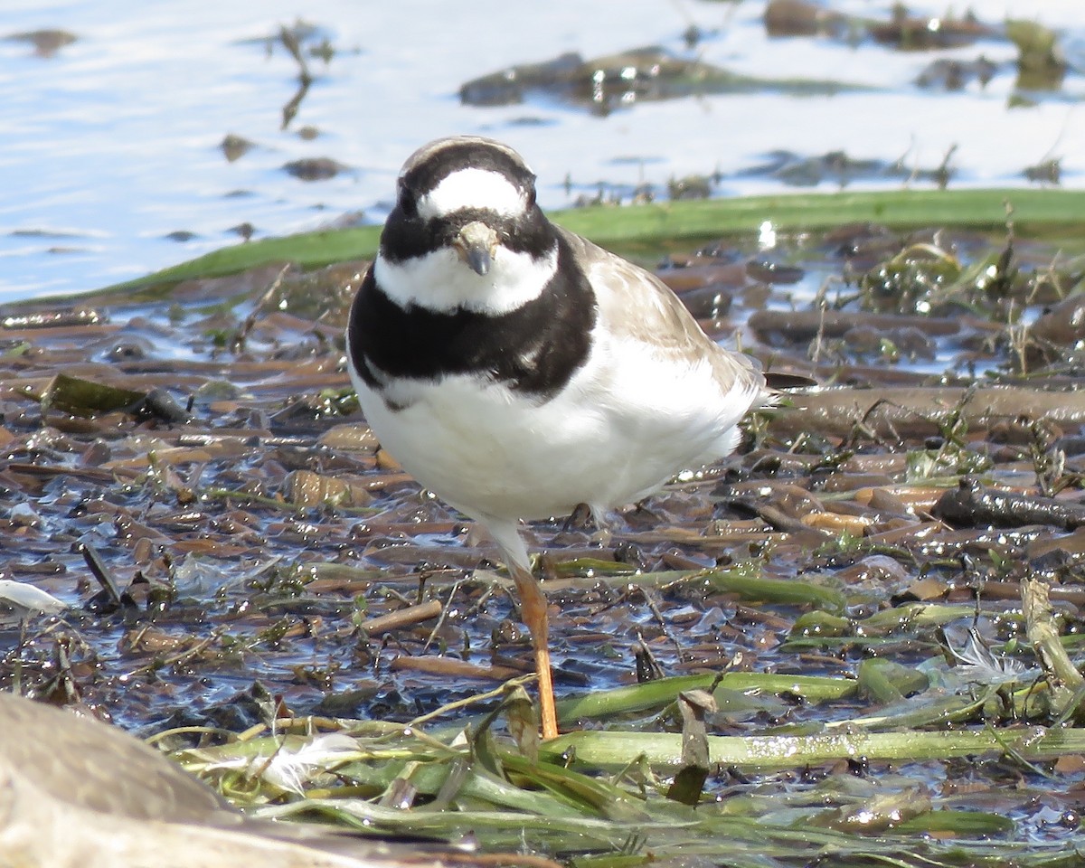 Common Ringed Plover - ML260717631