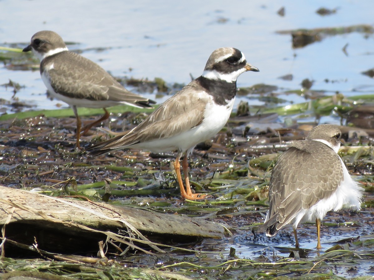 Common Ringed Plover - ML260717641