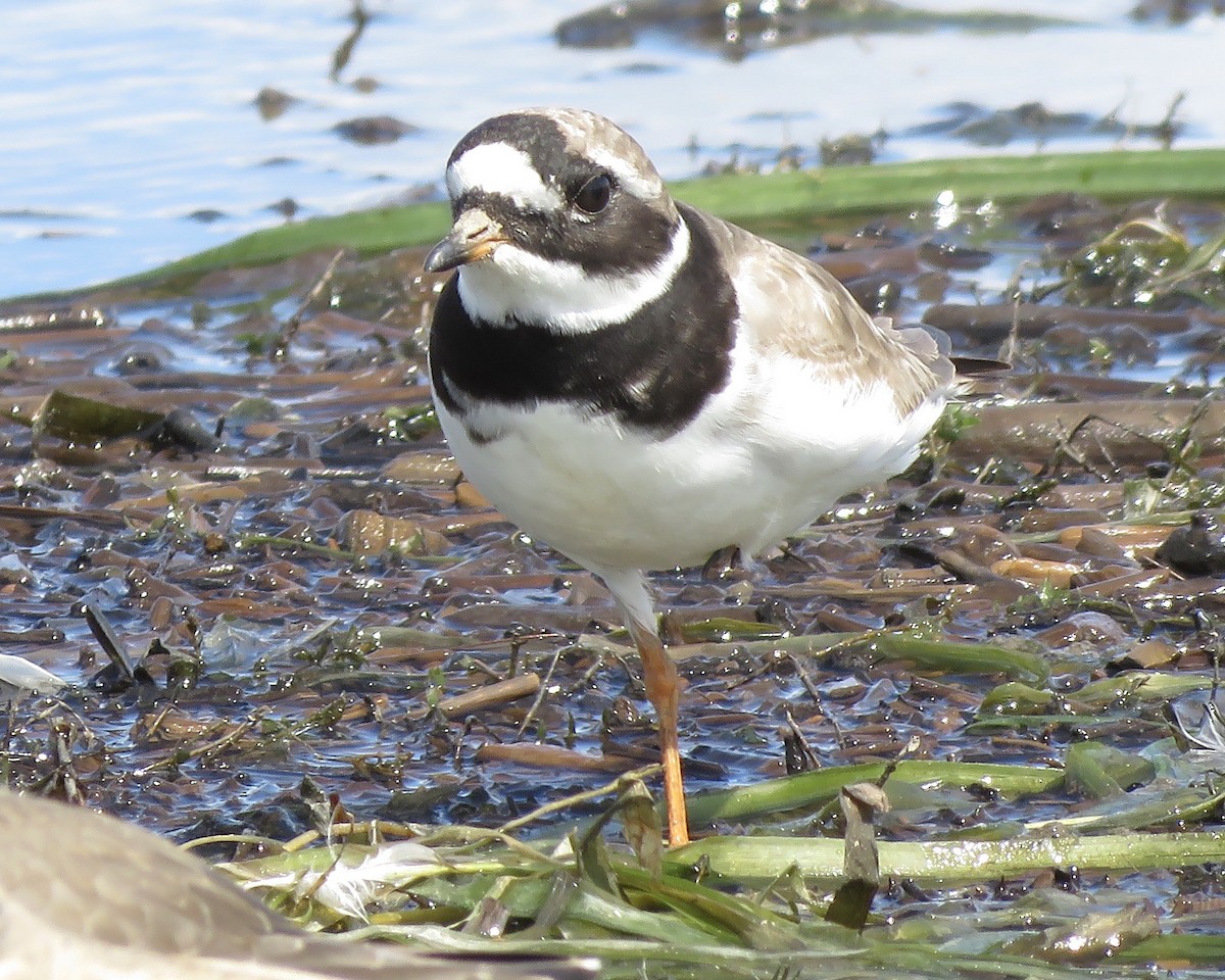 Common Ringed Plover - ML260717661