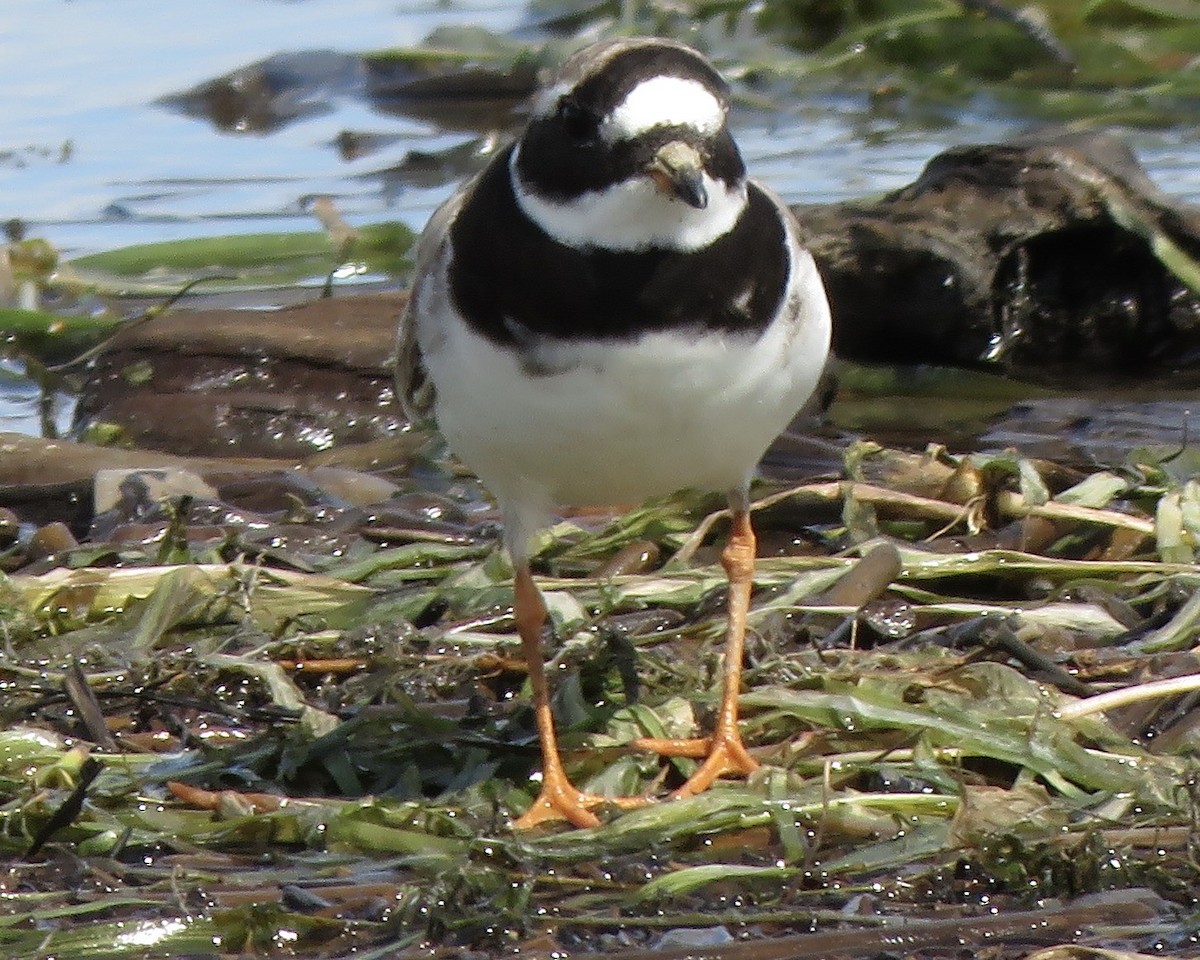 Common Ringed Plover - ML260717921