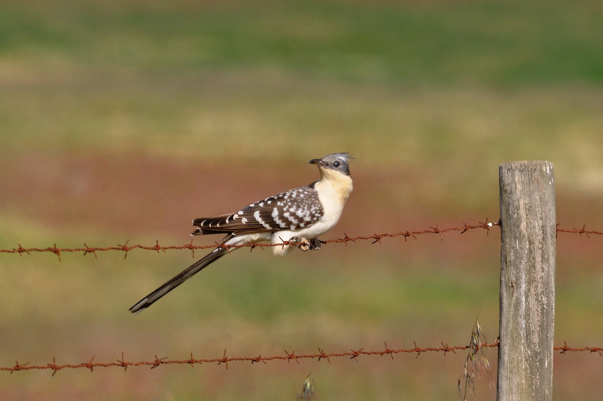 Great Spotted Cuckoo - ML26072261