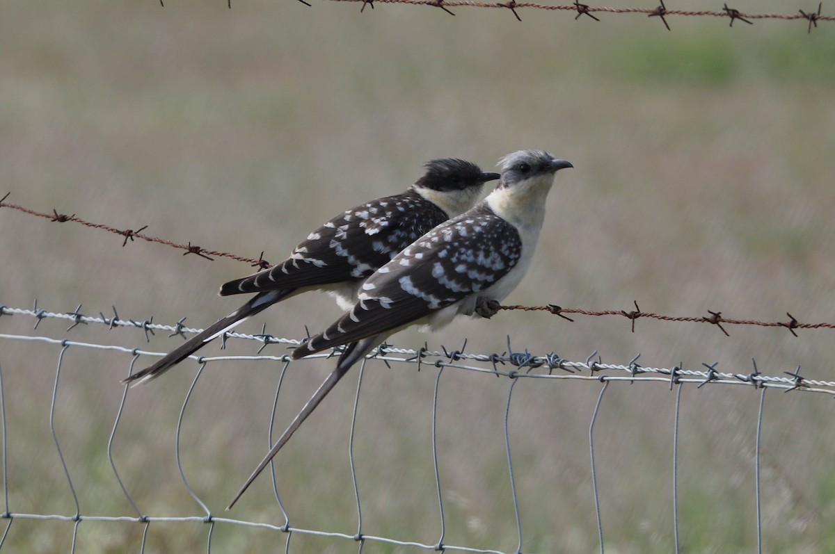 Great Spotted Cuckoo - ML26072271