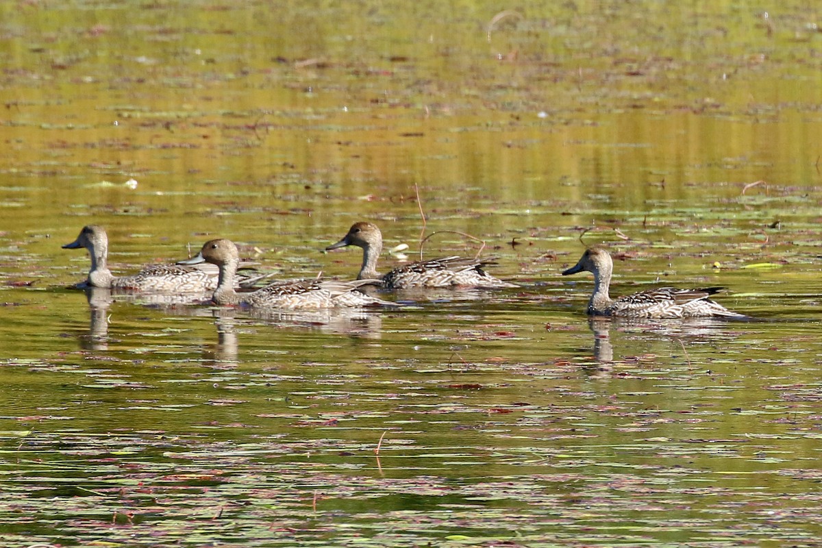 Northern Pintail - Dick Dionne