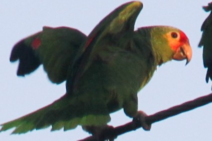 Red-crowned Parrot - Jeffrey Bergquist