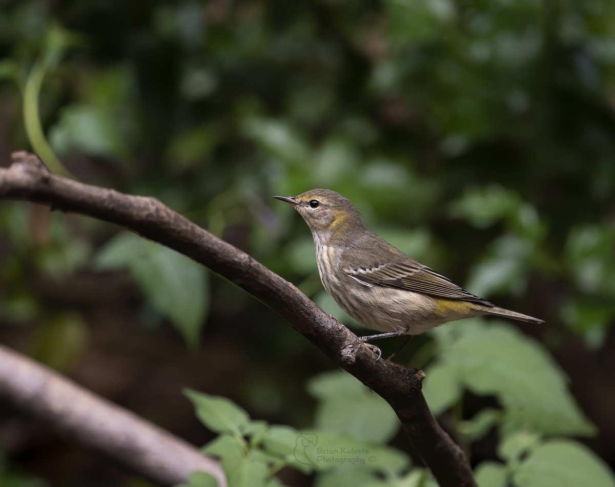Cape May Warbler - ML260729411