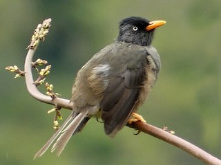 Reunion Bulbul - eBird