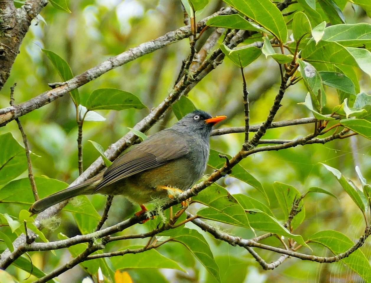 Reunion Bulbul - eBird