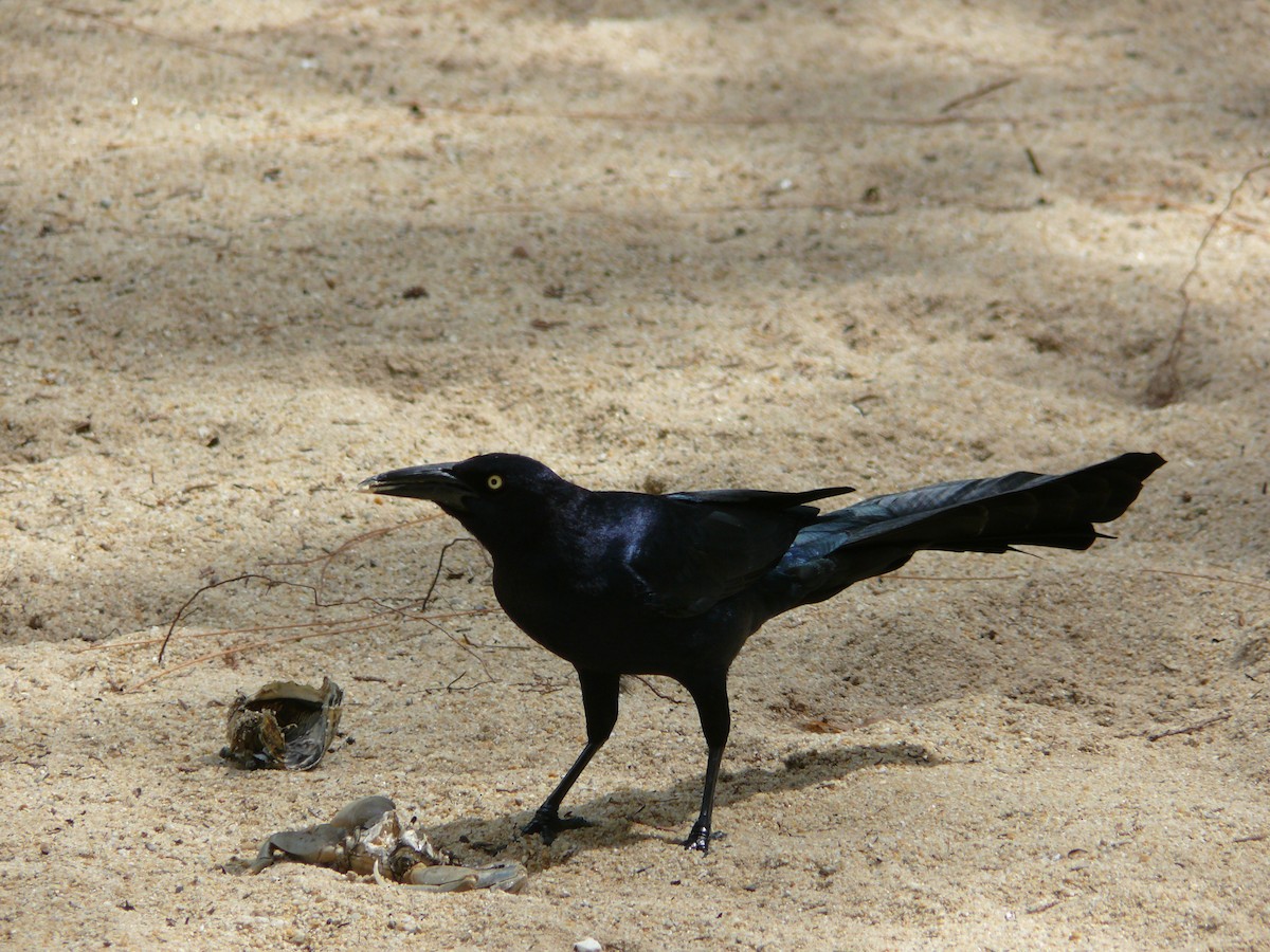 Great-tailed Grackle - Mike Grant