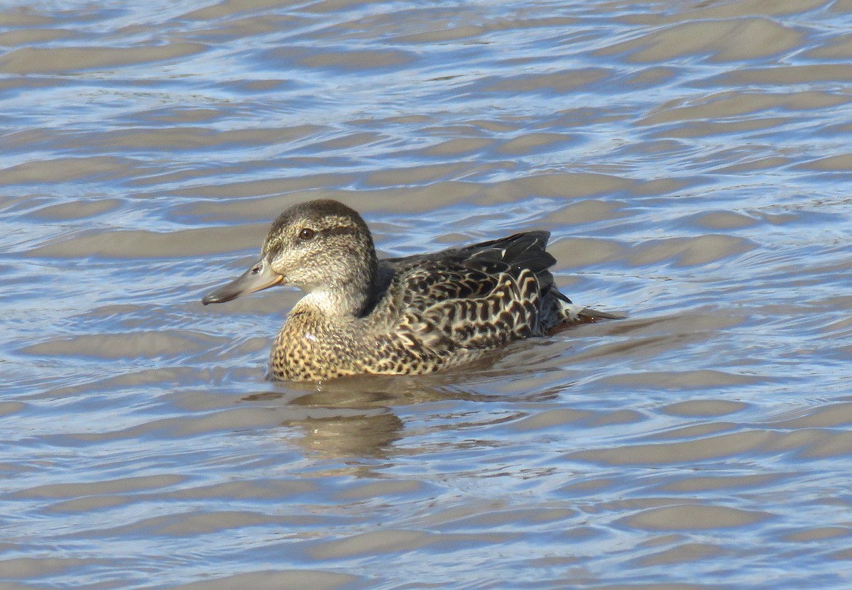 Green-winged Teal - ML260737701