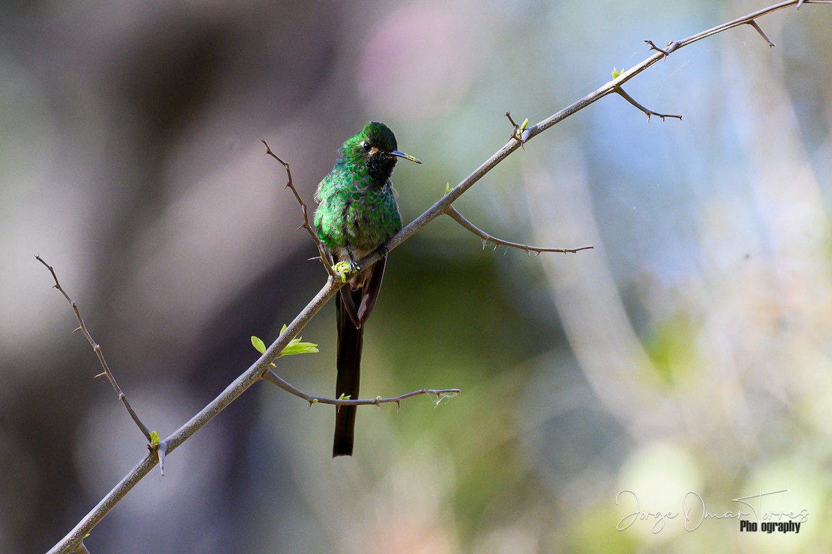 Red-tailed Comet - ML260742071