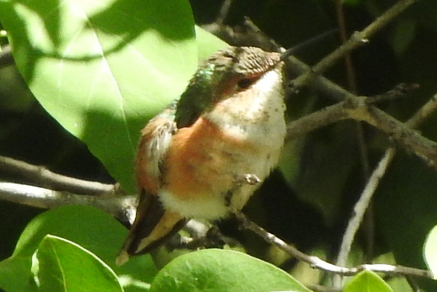 Calliope Hummingbird - ML260743411