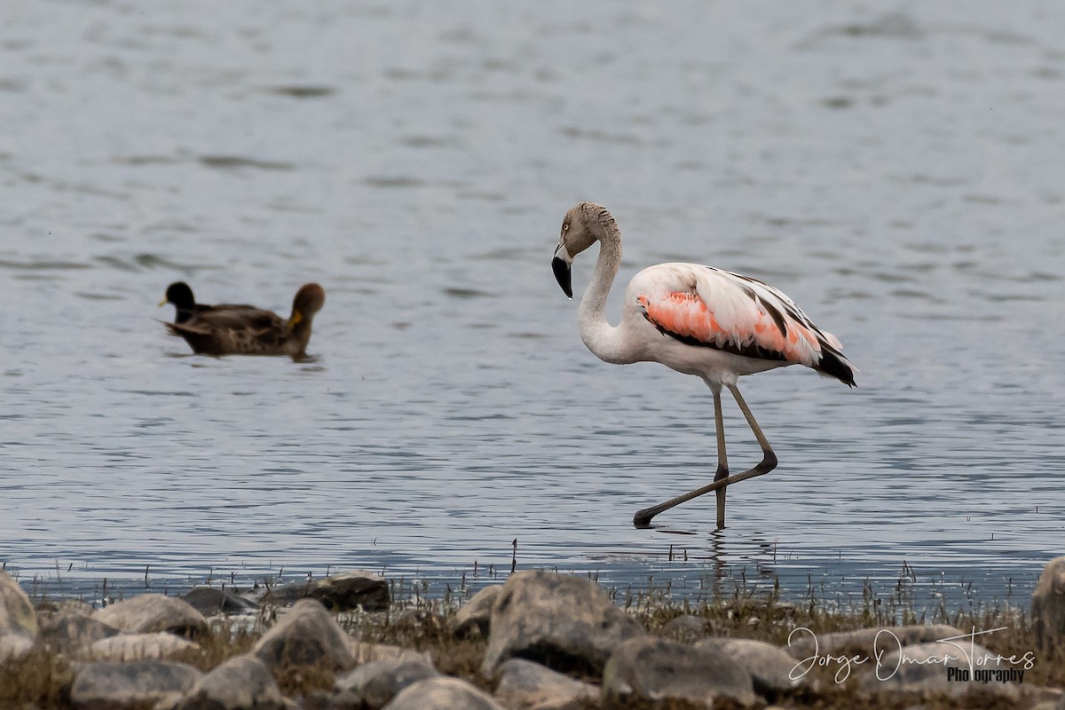 Chilean Flamingo - Jorge Omar Torres
