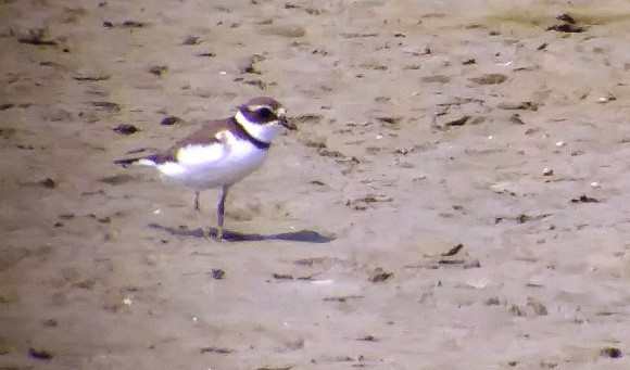 Semipalmated Plover - Kristin Purdy