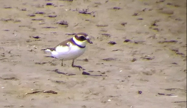 Semipalmated Plover - ML260746831