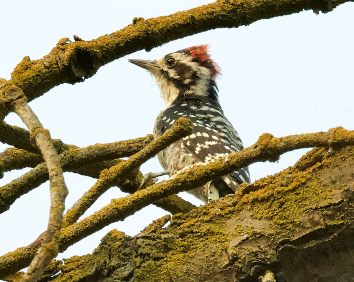 Nuttall's Woodpecker - kasey foley
