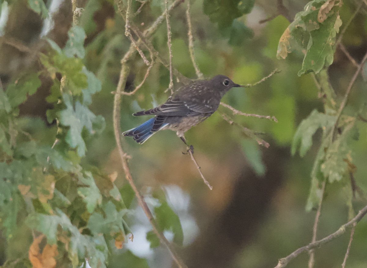 Western Bluebird - kasey foley