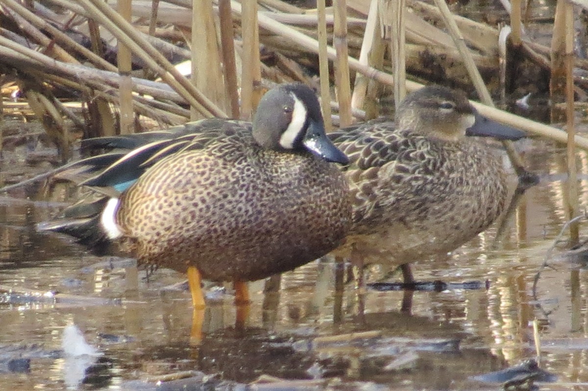 Blue-winged Teal - ML26075551