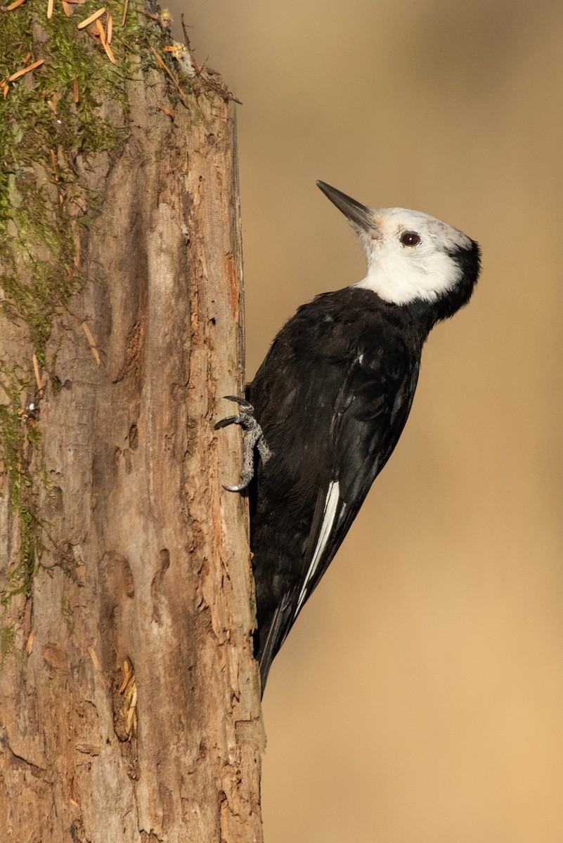 White-headed Woodpecker - ML260763231