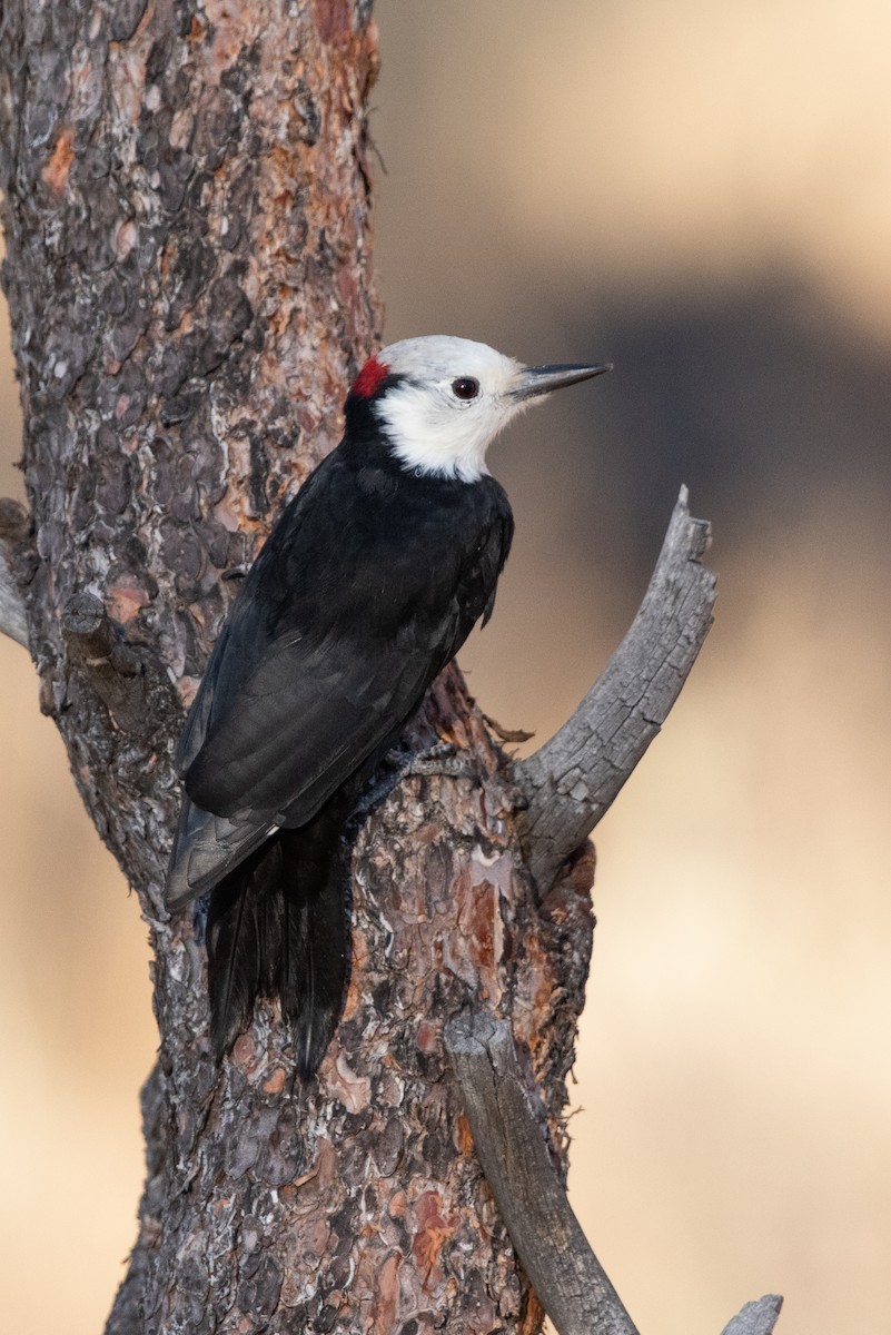 White-headed Woodpecker - Tyler Ficker