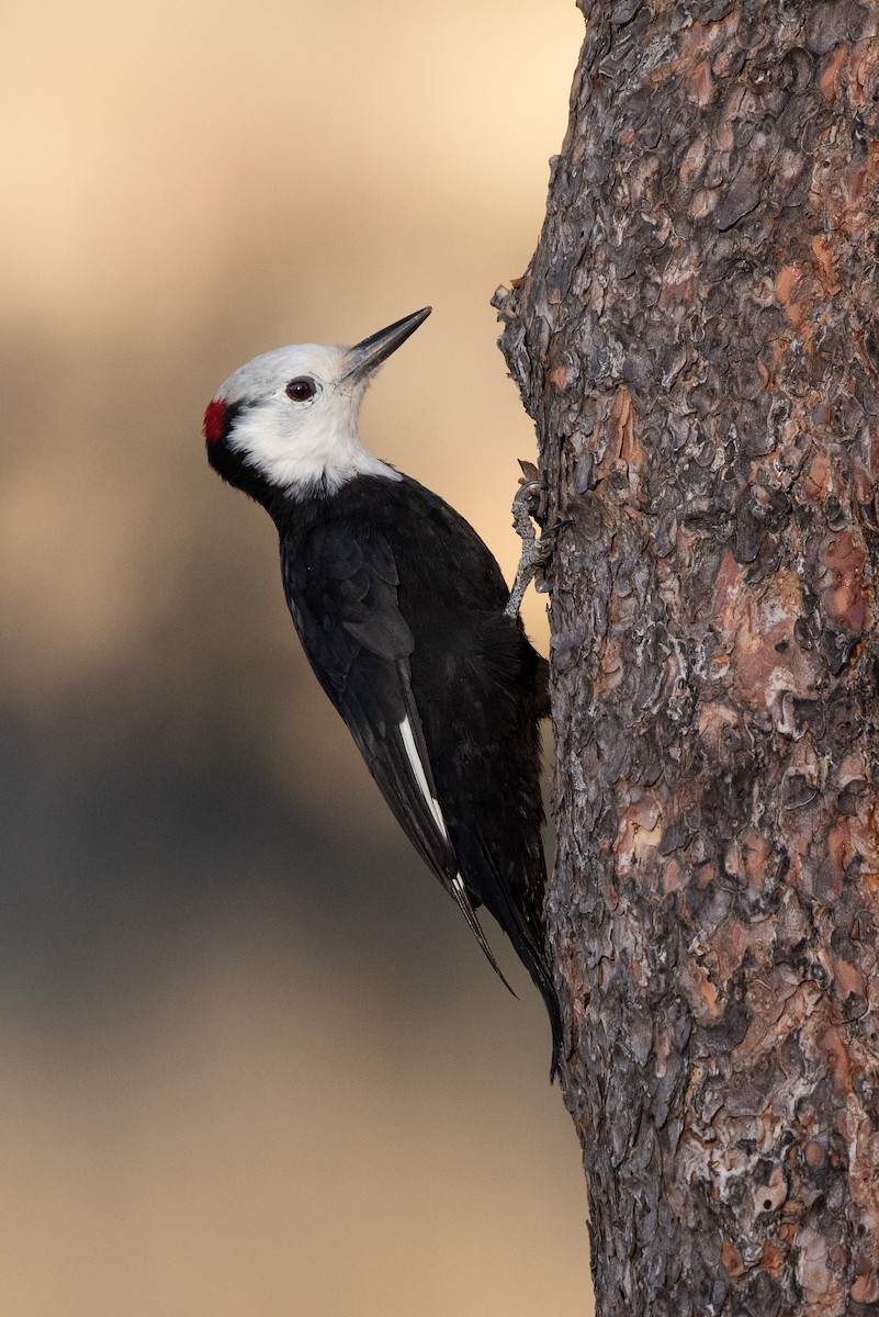 White-headed Woodpecker - ML260763311