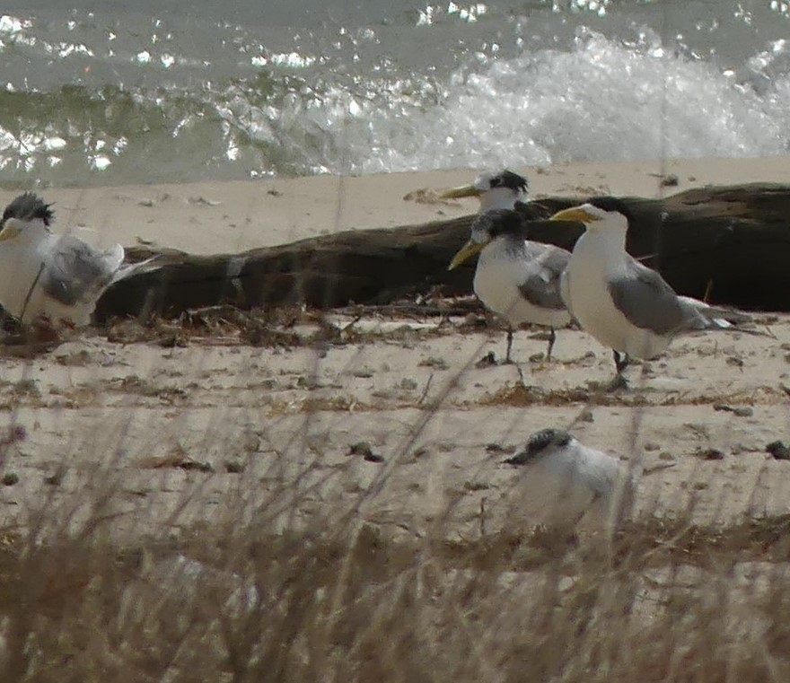 Great Crested Tern - ML260764531