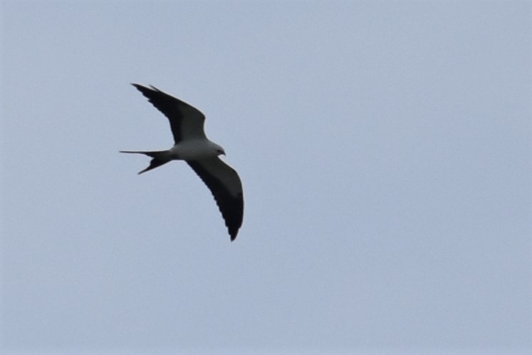 Swallow-tailed Kite - Derek Hudgins