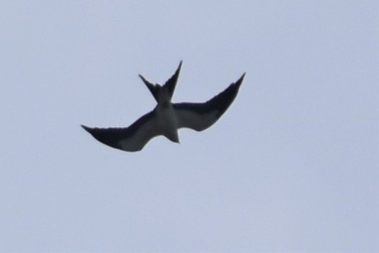 Swallow-tailed Kite - ML260766781