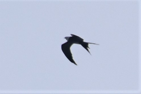 Swallow-tailed Kite - ML260766841