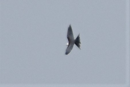 Swallow-tailed Kite - ML260766861