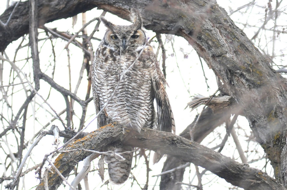 Great Horned Owl - ML260768771