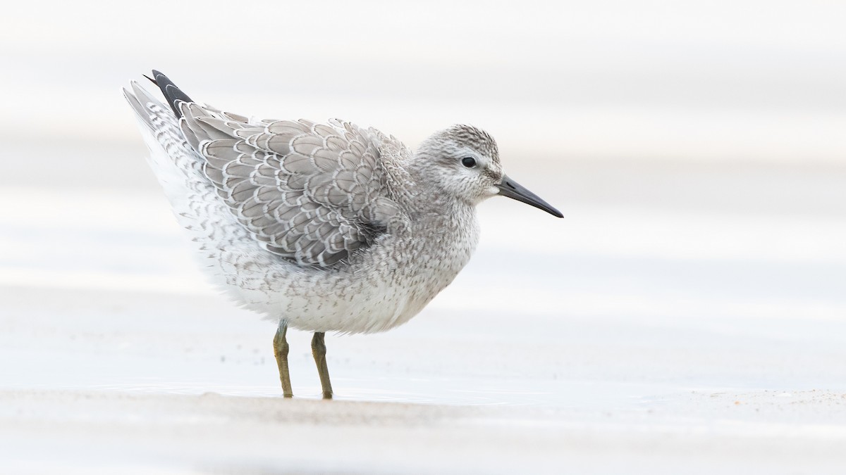 Red Knot - ML260769881