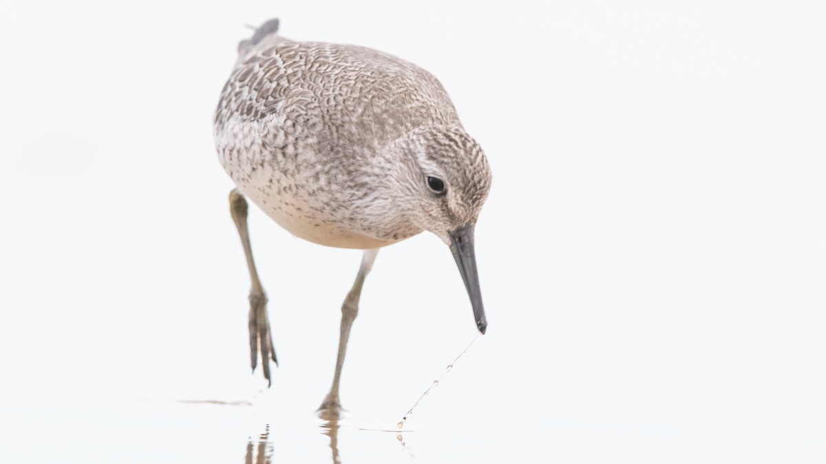 Red Knot - ML260769971