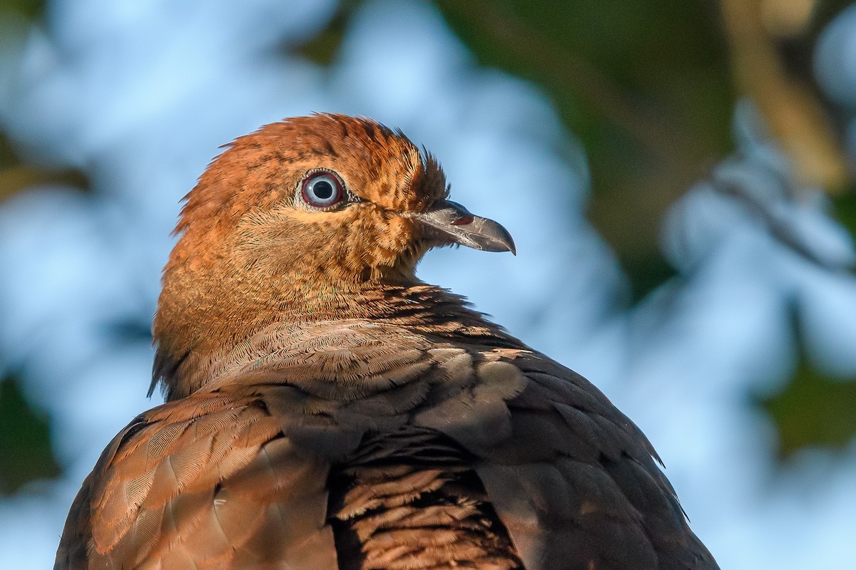 Brown Cuckoo-Dove - ML260770591